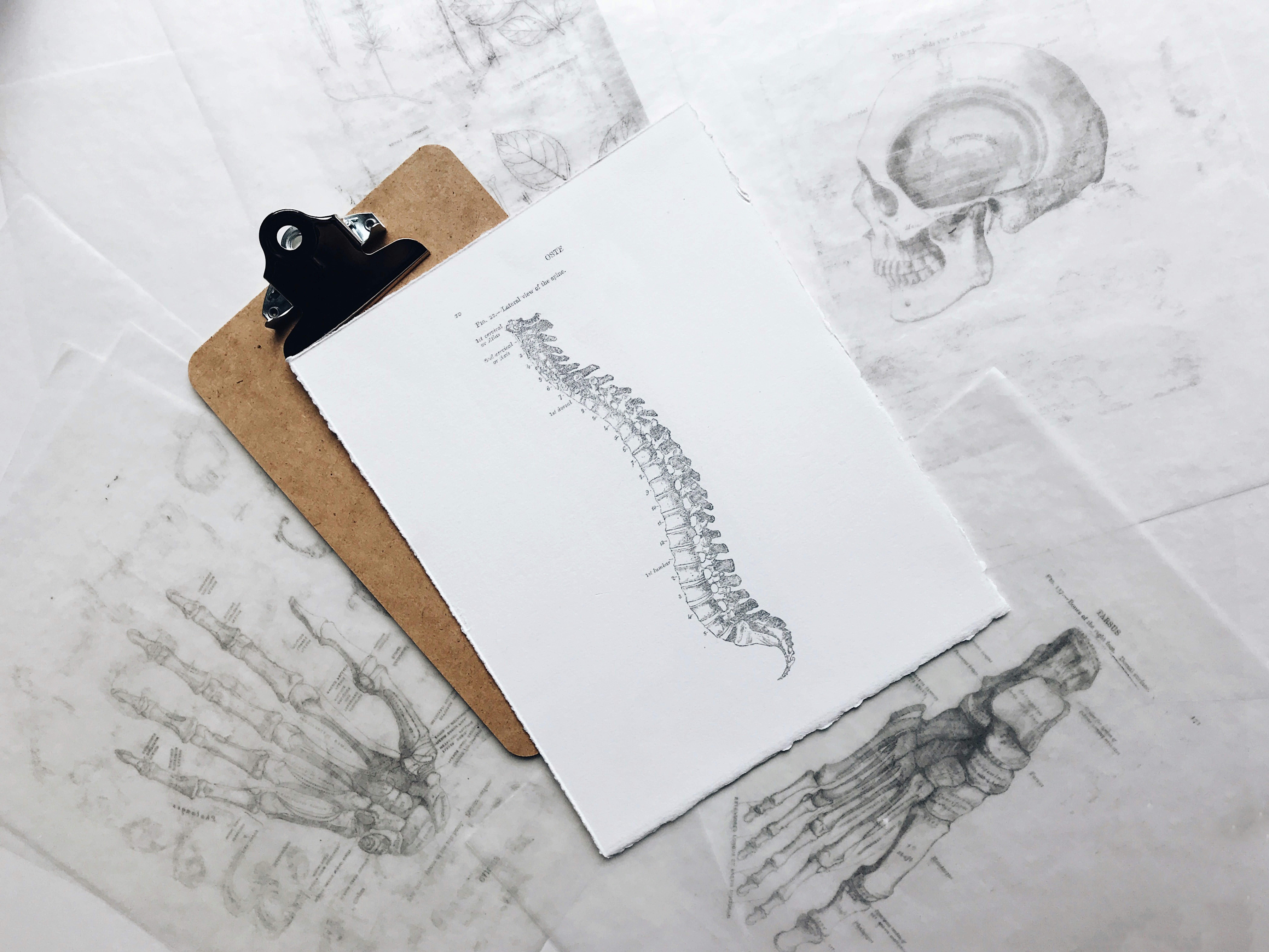 dessin dos